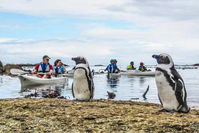 This adventure is a must-try if you are drawn to the idea of an intimate encounter with the rare African penguins of Cape Town.

