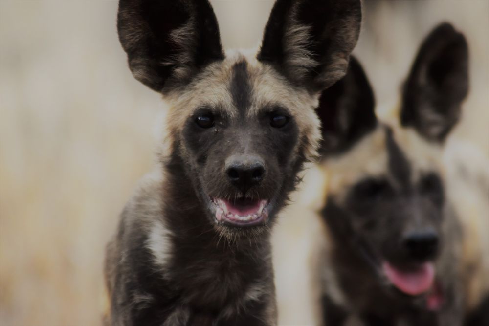 study-investigates-genetic-diversity-in-the-african-wild-dog-population