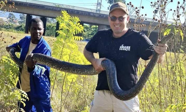 Mystery of the colossal 3. 5 meter python spotted near New Germany