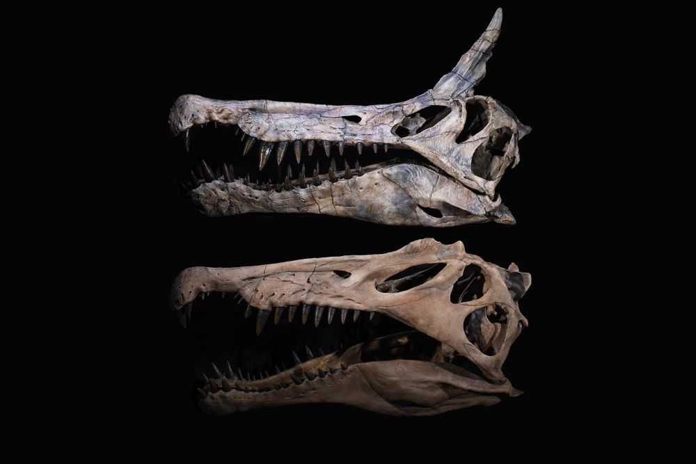 VIDEO | New dinosaur species unearthed in Sahara