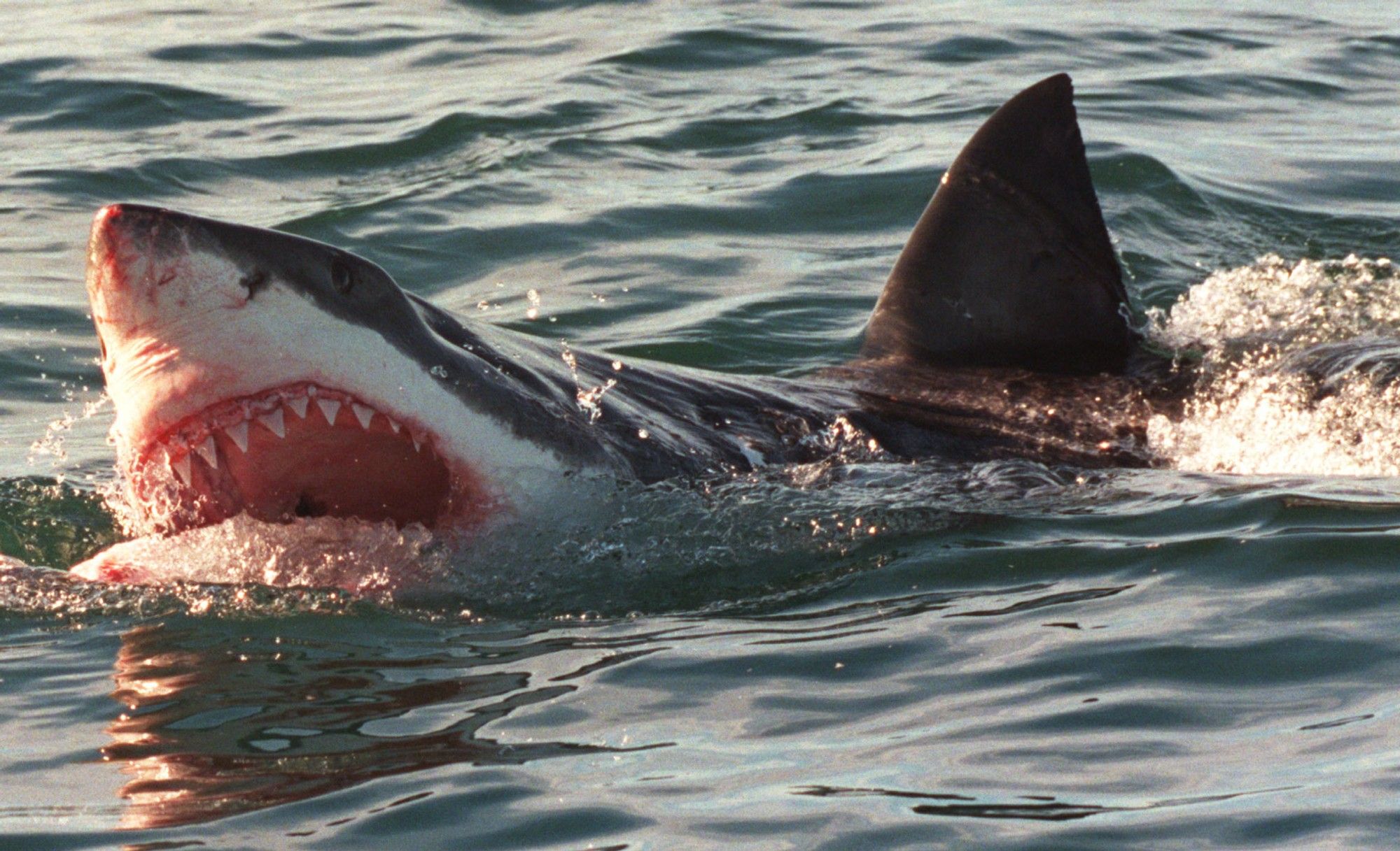 unprovoked-shark-attacks-becoming-more-frequent-in-us-as-summer-holiday