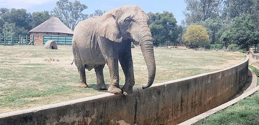 Animal rights groups fight for the release of Johannesburg Zoo's elephants
