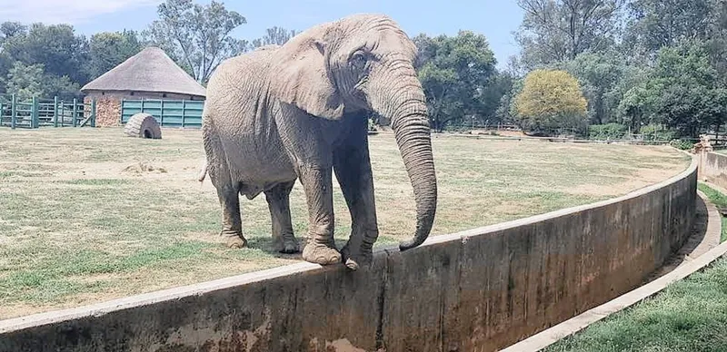 Animal rights groups fight for the release of Johannesburg Zoo's elephants