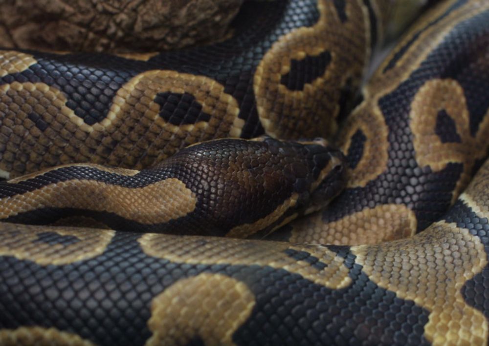 Pensioner finds python in toilet