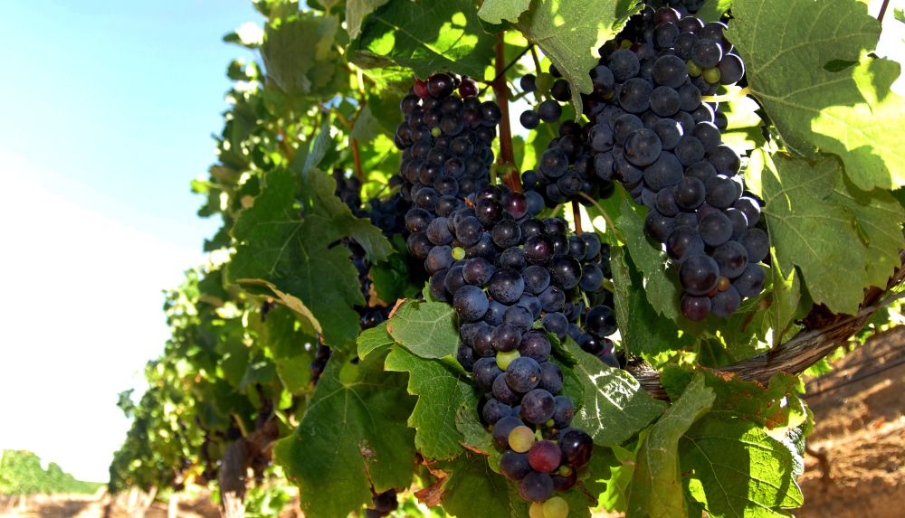 South African table grapes break into South Korean market after two decades