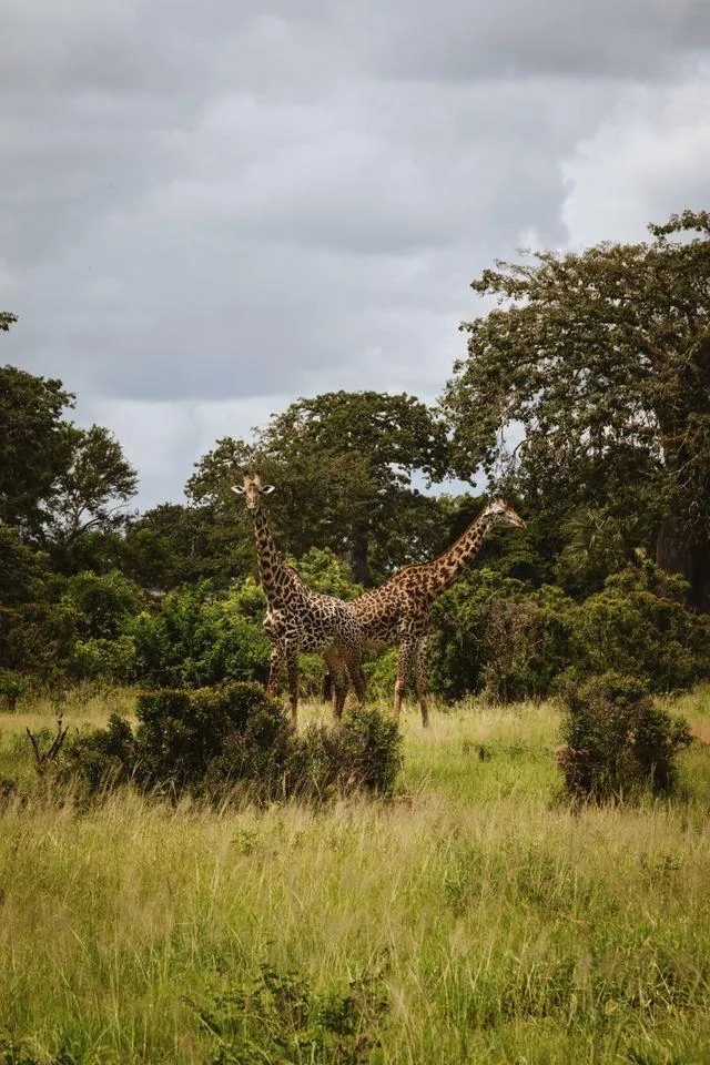A majestic giraffe silhouetted against the vibrant African sunset, a reminder of the beauty we must protect this World Giraffe Day.