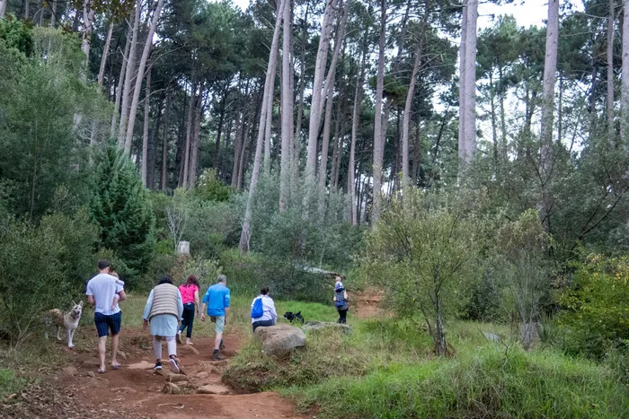 Savanna grasses beat trees in battle against climate change, according to a UCT study. 
