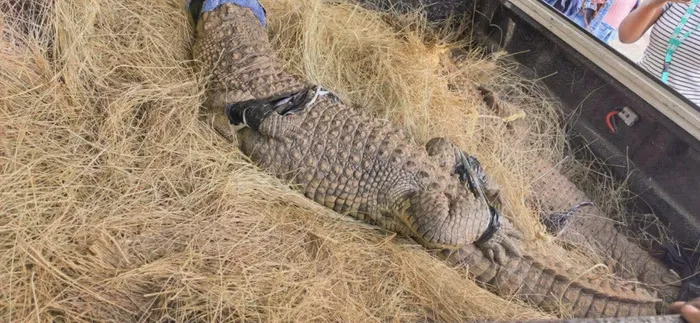 One of the two Nile crocodiles seized from a home during Monday’s raid. The 1.7m reptile was allegedly kept without permits for more than two years.