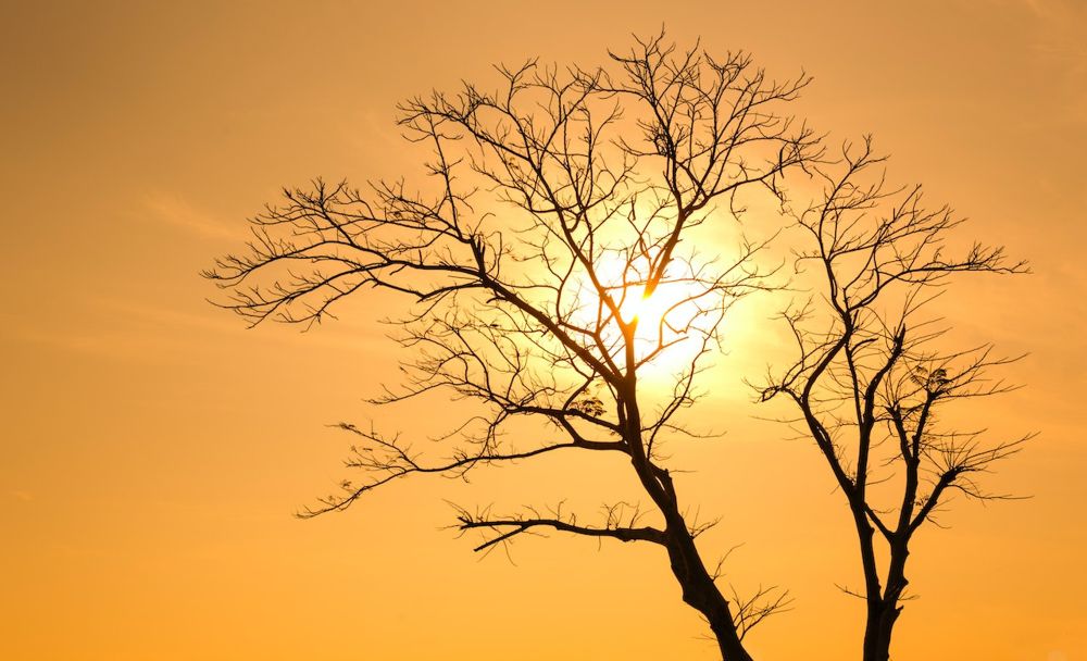 Agricultural Resilience and Food Security Concerns