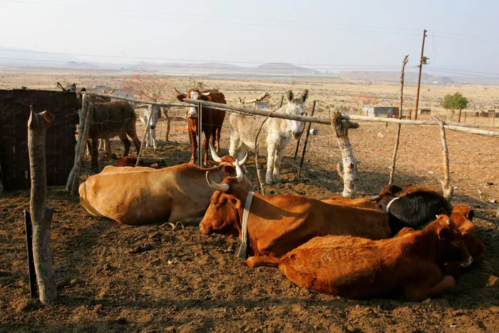 Over the past 15 years or so, rural herds have dwindled from the significant numbers they used to be in, says the author. File