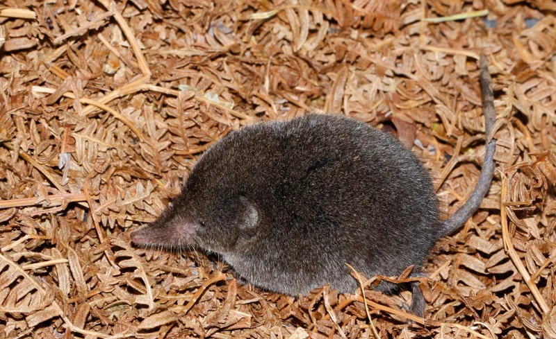 Rediscovery of the Boosmansbos long-tailed forest shrew after 46 years
