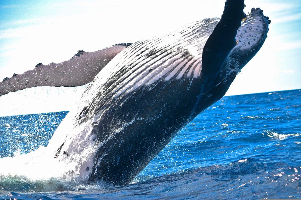 Middle East conflict raises ship collision risk for South African whales
