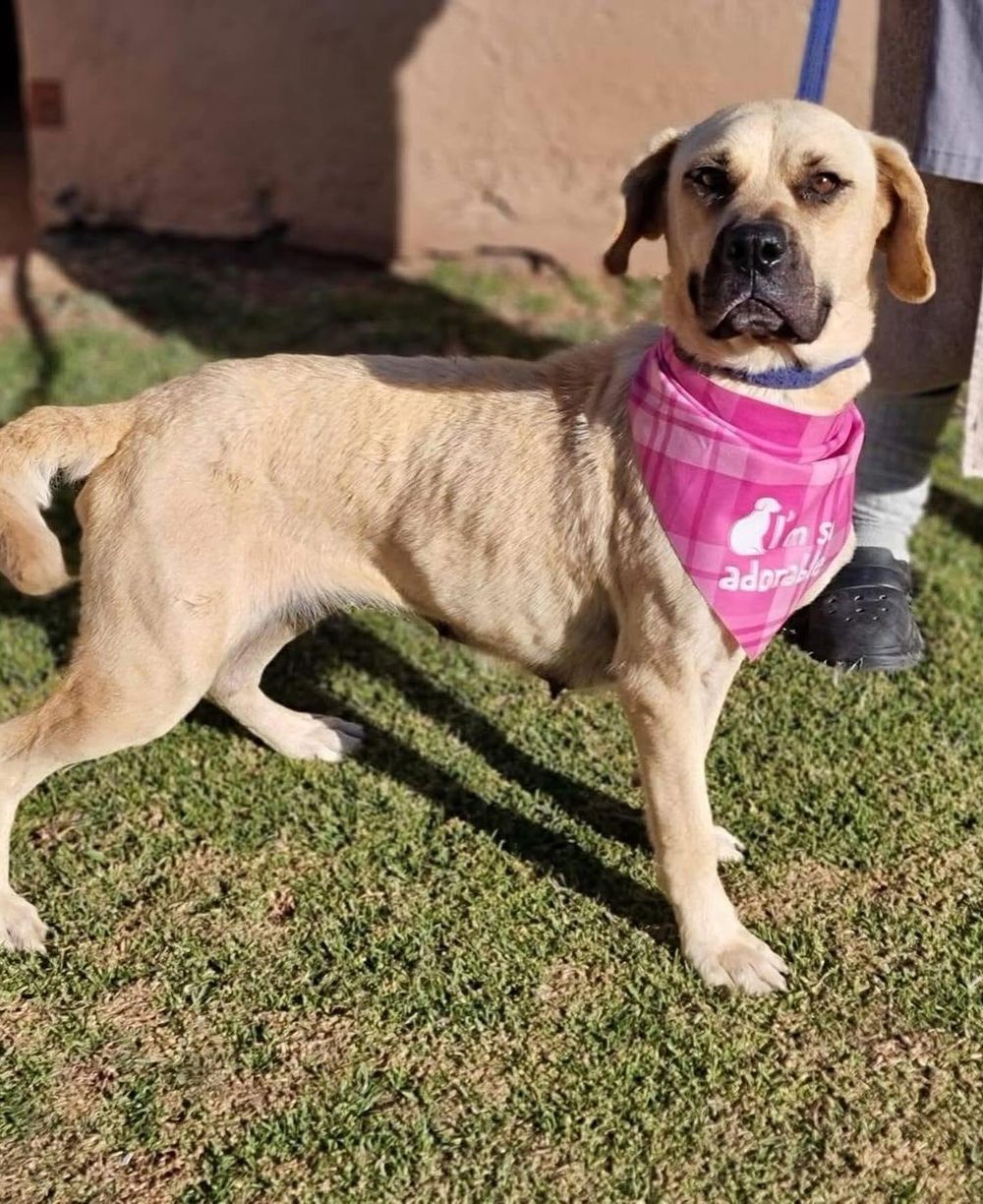 'Bobby the Dog' cruelty case continues after bid to drop influencer's charges fails - IOL