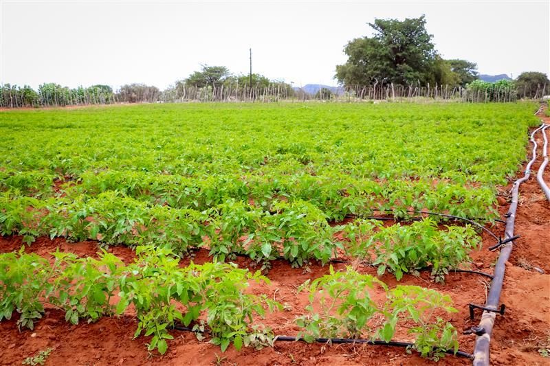 Women farmers dominate new Limpopo agriculture development cohort