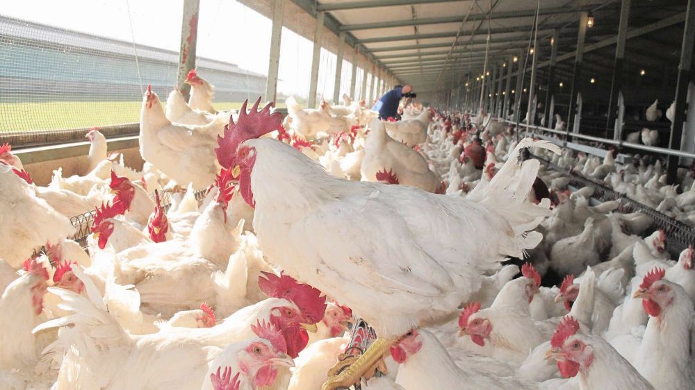 Experts divided over poultry industry's call for VAT-free chicken