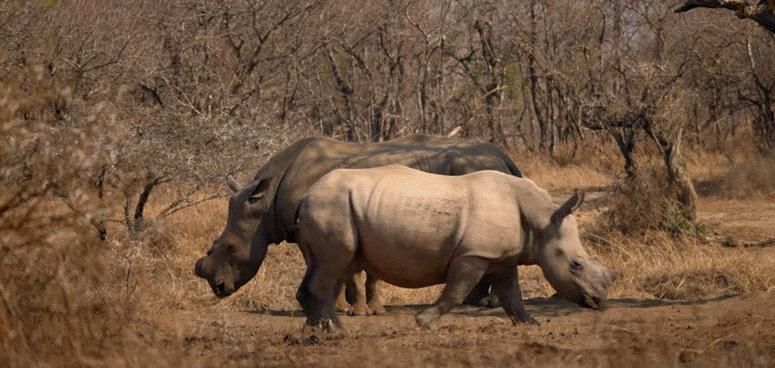 Showing the team behind rhino success story
