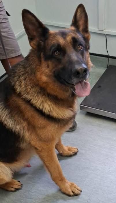 Ringo's miraculous recovery: A German Shepherd's battle against a scorpion sting