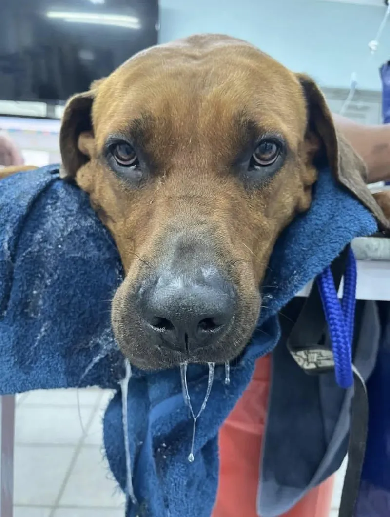 Increase in snakebites among dogs prompts warnings in KwaZulu-Natal