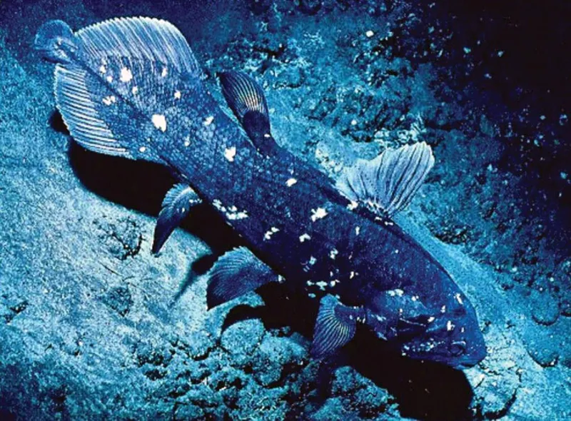 Join Professor Mike Bruton for a fascinating lecture on the coelacanth at Franschhoek Theatre
