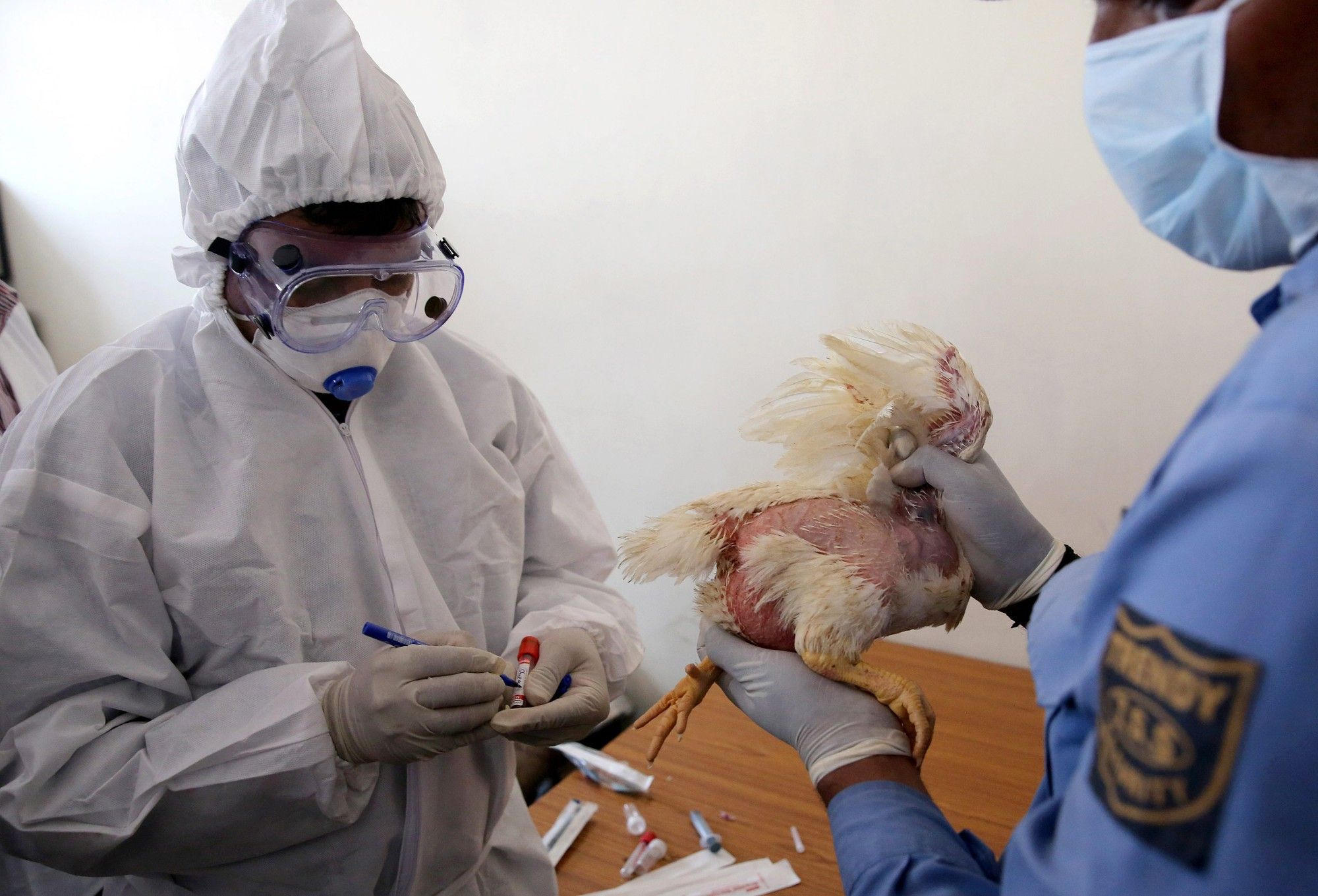 The looming crisis: Foot-and-mouth disease and avian flu's impact on South African meat prices