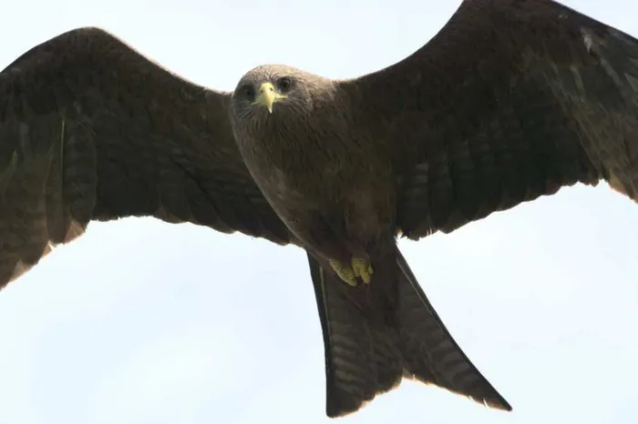One of the photographs taken by a participant in the Great Southern Bioblitz.