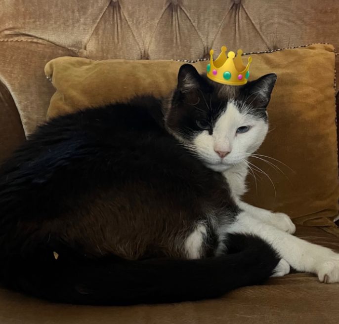 The Cat Was Right: Nimbus Predicts Bafana’s World Cup Misery Against Mexico