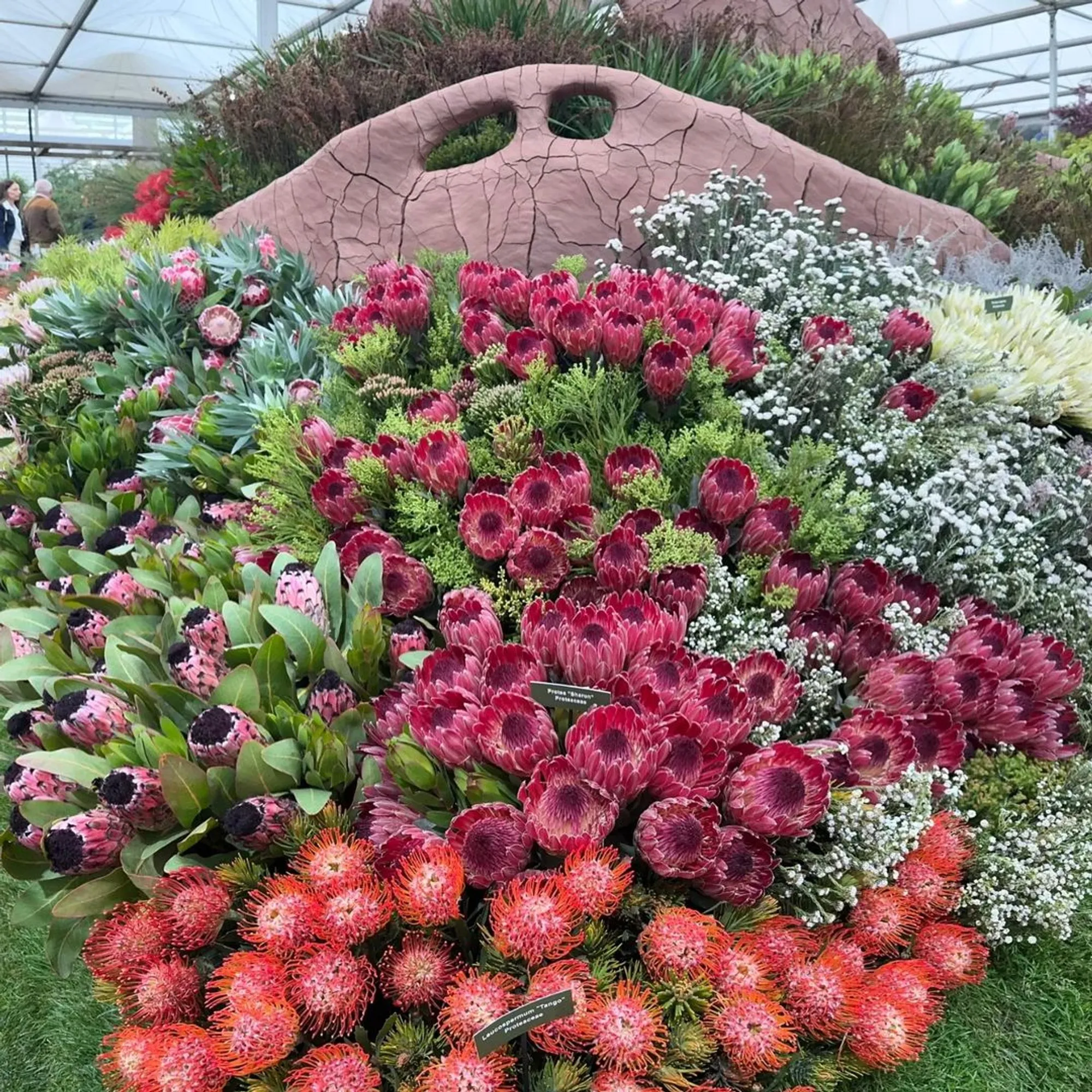 WATCH: South African Landscape Designer Leon Kluge Claims Top
