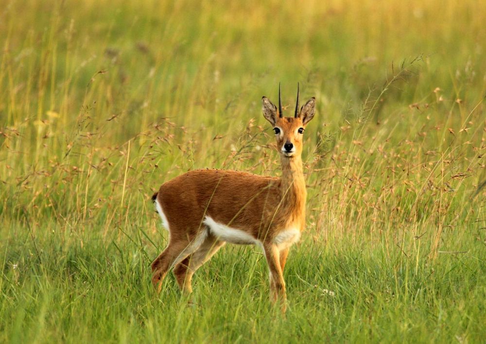 Mammals in the balance: New Red List sounds alarm — with a few hopeful comebacks