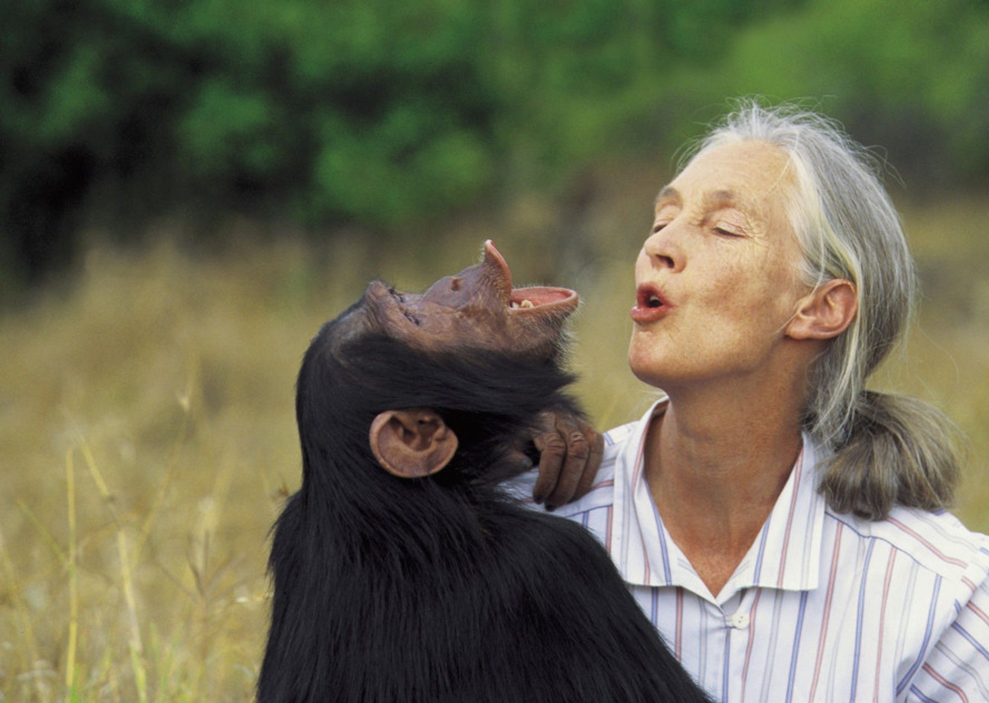 Chimpanzees make good doctors