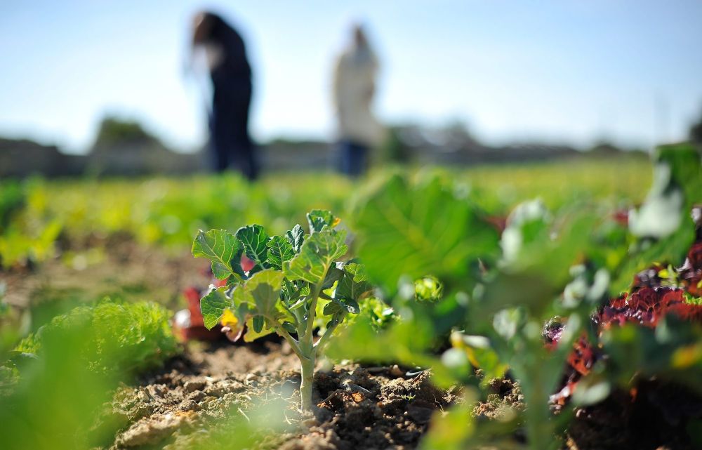 How small-scale farmers can combat food insecurity in South Africa