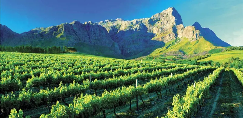 Did You Know the World’s Longest Wine Route Runs Through South Africa?