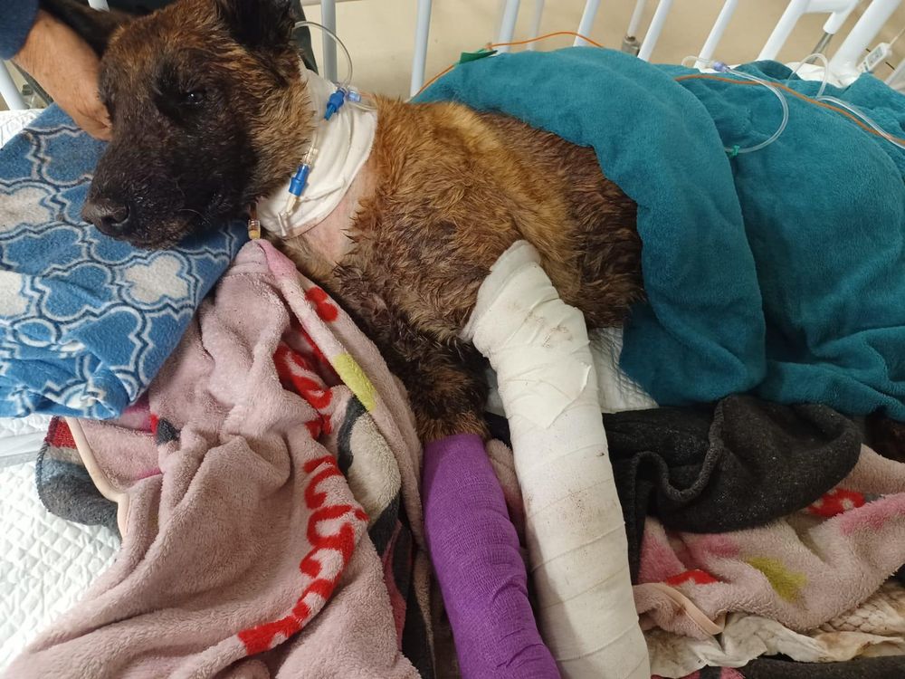 Genevieve Serra|Published 26 seconds ago Investigation ordered after SAPS K9 Sky euthanised following Roodeplaat injuries