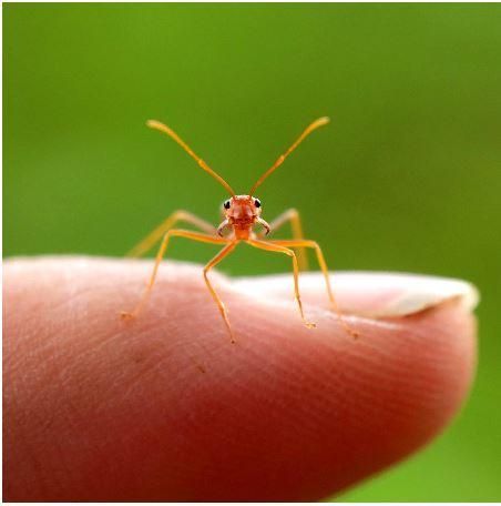 From Ants to Atrocities: 330 Years of History, Science, and Shocking Global Crime Stats