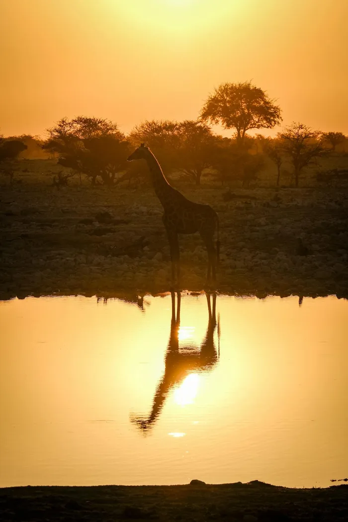 The bushveld takes on those warm amber tones that make every sunrise and sunset look cinematic.