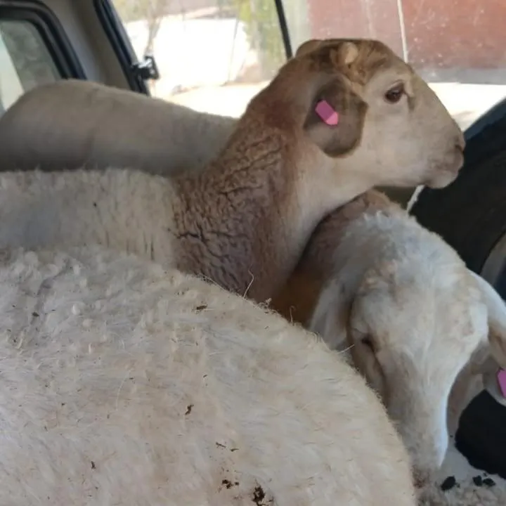 Six arrested after Northern Cape police intercept vehicle carrying suspected stolen sheep