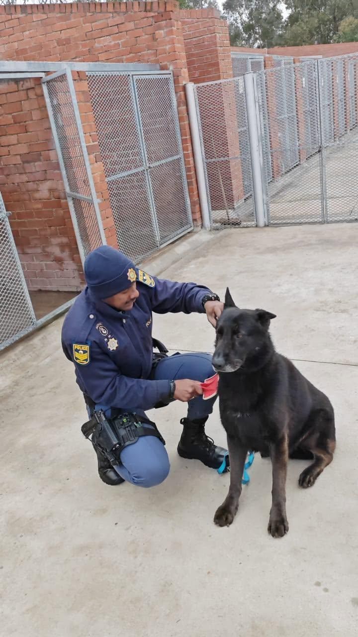 Floppy, chien policier héroïque, abattu lors d'une poursuite de voleurs armés dans une école