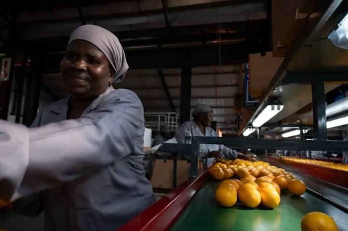 South African citrus farmers are reaping the benefits of stable domestic demand after Tiger Brands secured all of its Oros orange requirements locally for a second straight year.
