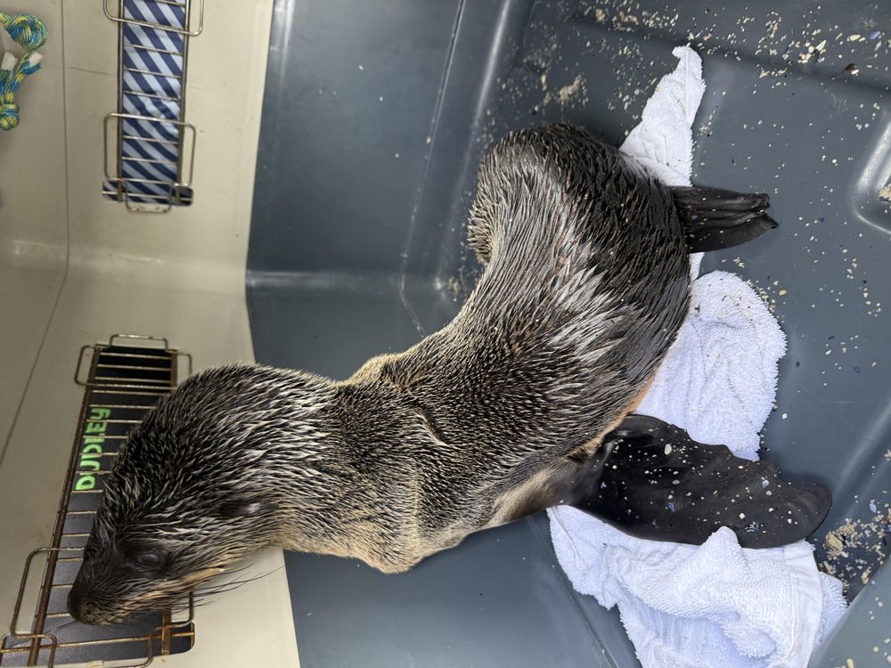 Chased for a selfie, starving for survival: Help save the Hout Bay Seal ...