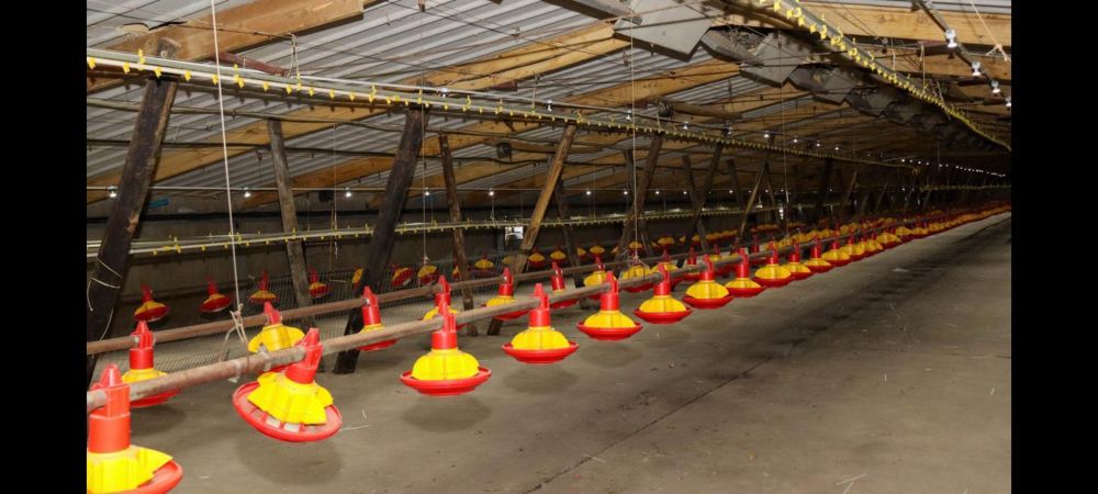 Cato Ridge Poultry Farm boosting jobs and agriculture