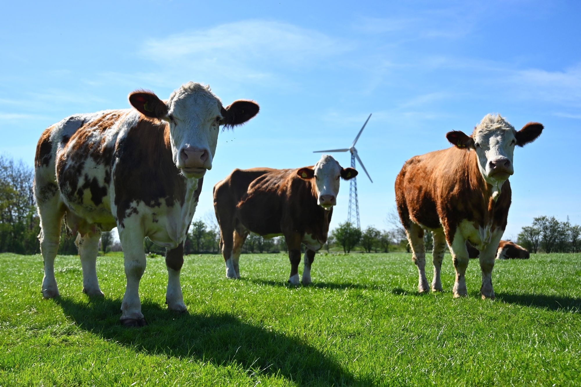 South Africa’s beef industry faces a fragile festive season
