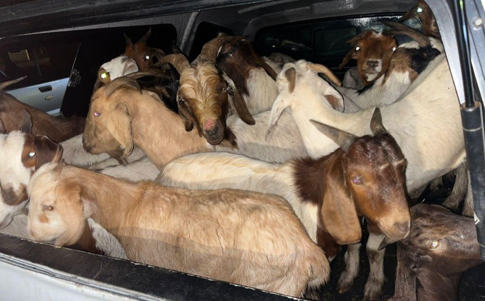 Two Mozambican nationals jailed for stock theft and animal cruelty in Giyani