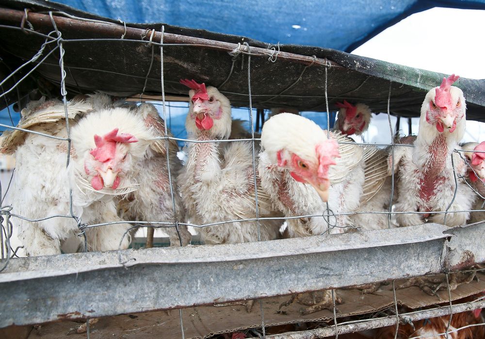 Rising poultry prices threaten food security for South Africa's ...