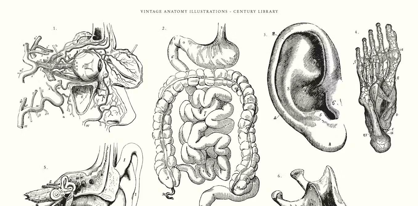 The dark history of medical illustrations