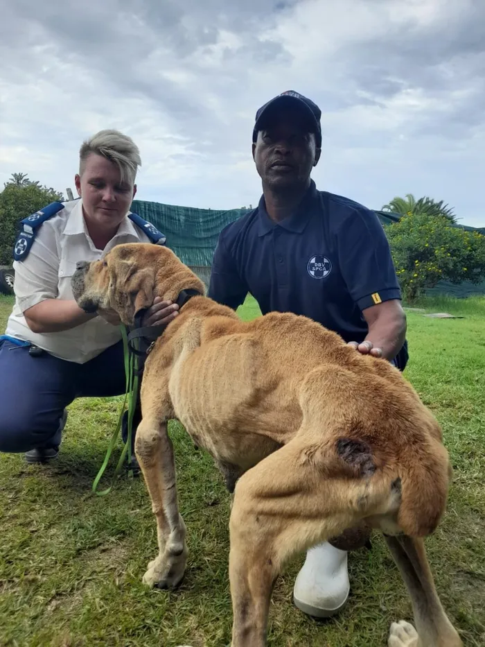 Garden Route SPCA inspectors rescue 60 starving dogs at a breeding facility in Hartenbos, outside George. Picture: Supplied