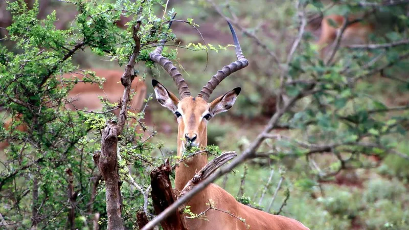 Land reform in South Africa: how new landholders could prosper from wildlife and not just farming