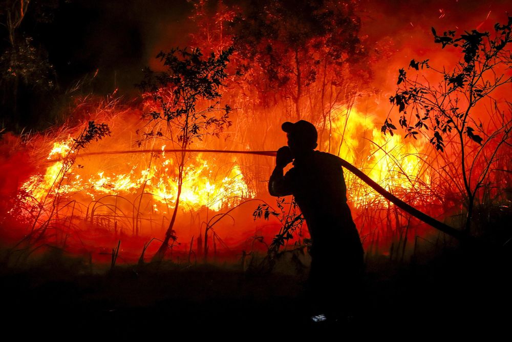 A green fuel boom is incinerating the rainforest - IOL