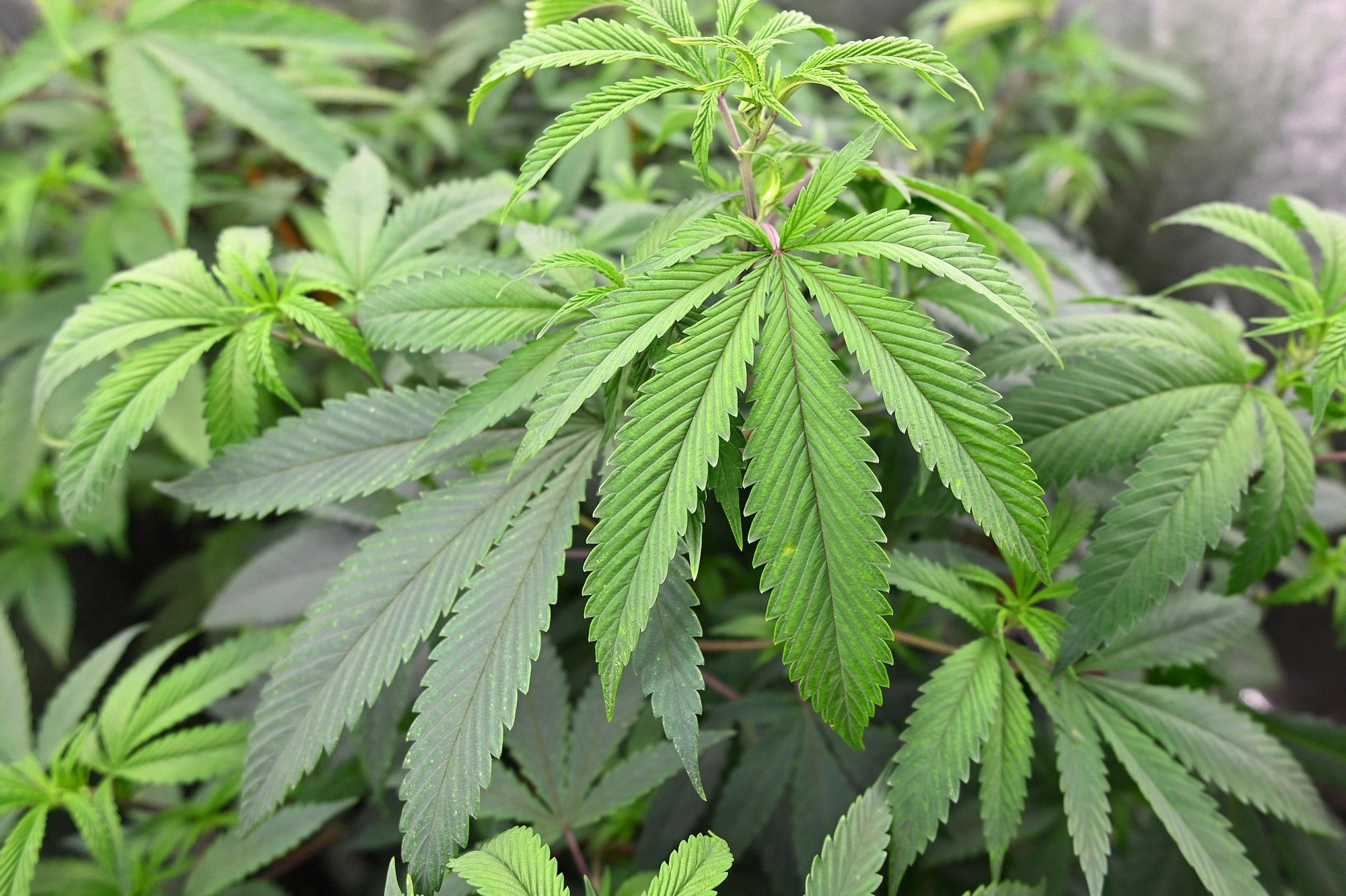 Rastafari communities in South Africa: Addressing systemic discrimination and cannabis rights