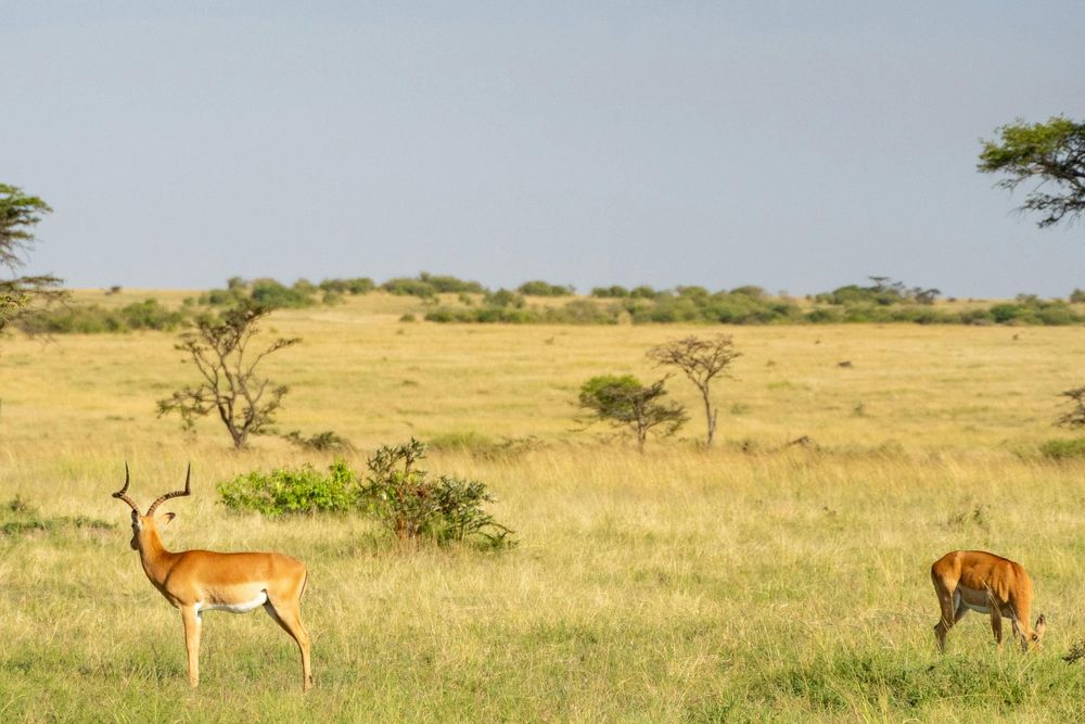 New study highlights alarming decline in biodiversity across sub-Saharan Africa