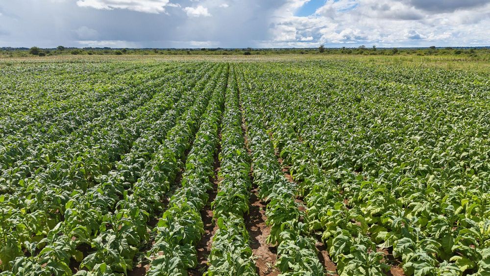 Zimbabwe pays R8.5bn to white former farmers as it seeks to rebuild investor trust - IOL