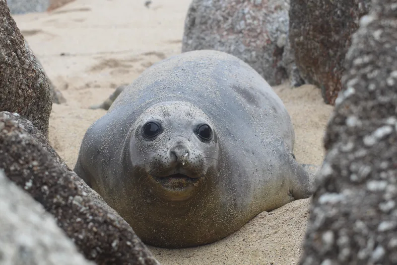 Bakkies the elephant seal returns to Cape Town' s shores